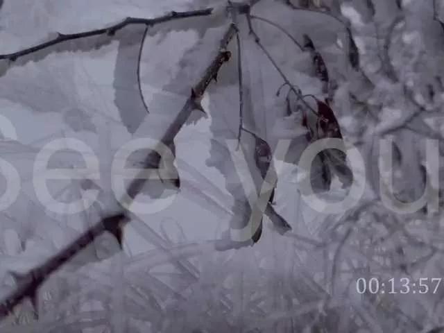 Offline A-Huli on BongaCams