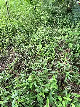 Freechat Miss__Malaika on StripChat